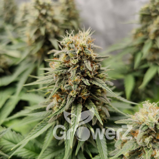 Black Herer Auto Fem.