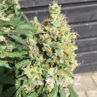 AK 47 Auto Fem.
