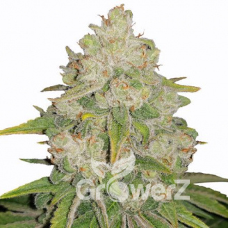 Bruce Banner Auto Fem.