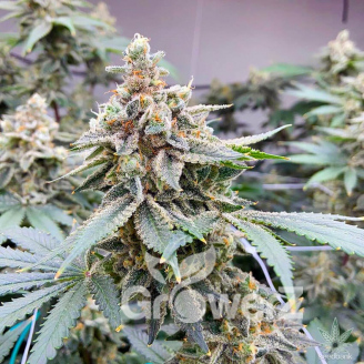 Bruce Banner Auto Fem.