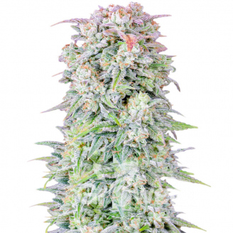 Afghan Auto Fem.