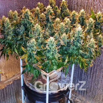 Lemon Cookies Auto Fem.