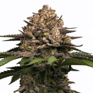 Купить семена марихуаны Sour Jealousy Auto Fem. Купить семена марихуаны Sour Jealousy Auto Fem.