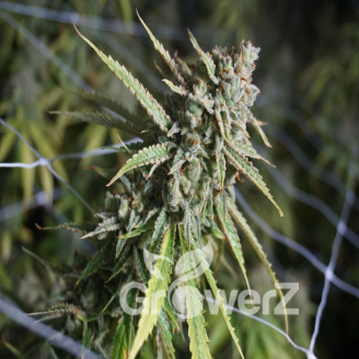 Pound Cake Auto Fem.