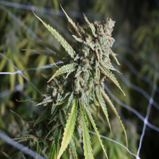 Pound Cake Auto Fem.