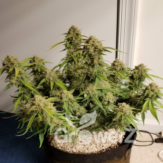 White Widow XL Auto Fem.
