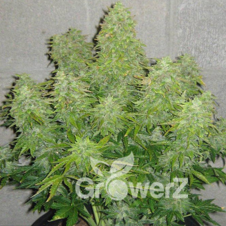 AK 47 XL Auto Fem.
