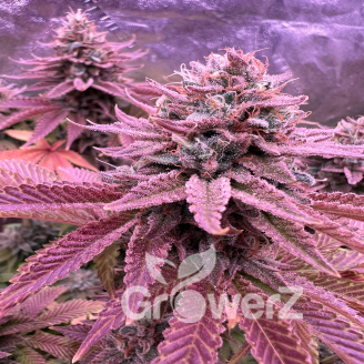 Orange Creampop Fem.
