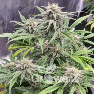 Frosted Guava Fem.