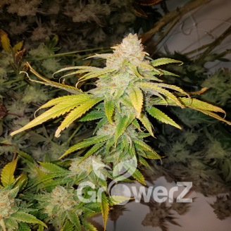 Frosted Guava Fem.