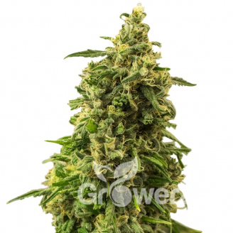 White Widow Fem.