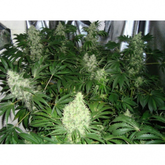 AK 47 Fem.