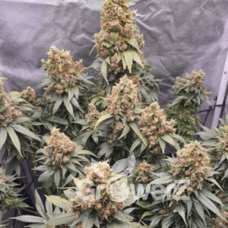 Bubble Sherbet Fem.