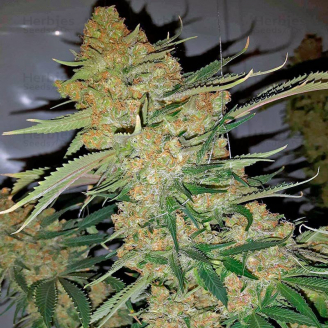 Bubble Sherbet Fem.