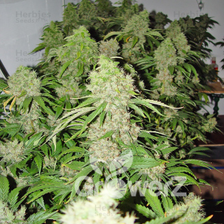 Bubble Sherbet Fem.