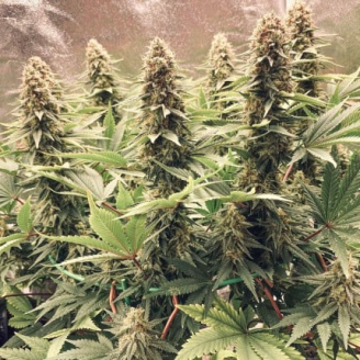 White Widow XL Fem.