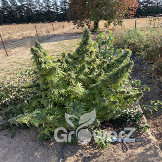 White Widow XL Fem.
