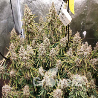 White Widow XL Fem.