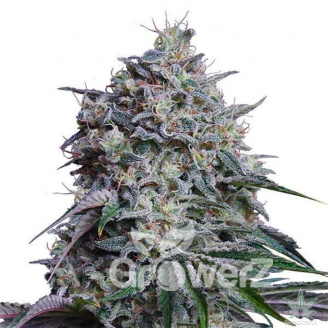 Gorilla Glue Fem.