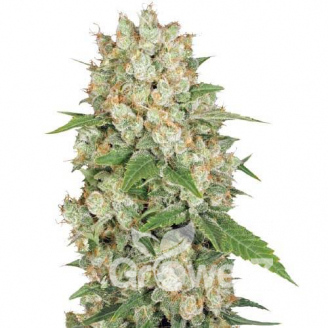 AK 47 XL Fem.