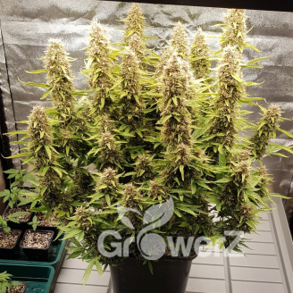 AK 47 XL Fem.