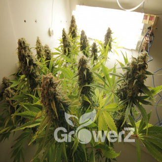 AK 47 XL Fem.