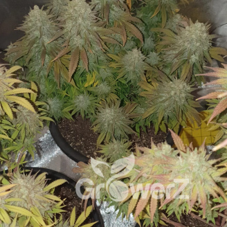 Bruce Banner # Fem.