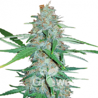 Afghan Original Fem.