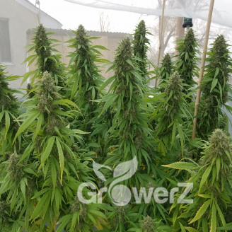 Afghan Original Fem.
