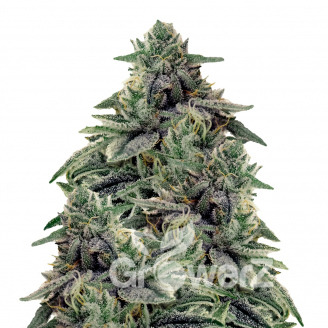 Shiskaberry Fem.