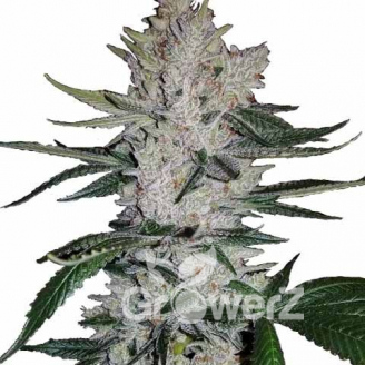 Grand Gorilla Auto Fem.