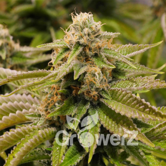 Grand Gorilla Auto Fem.