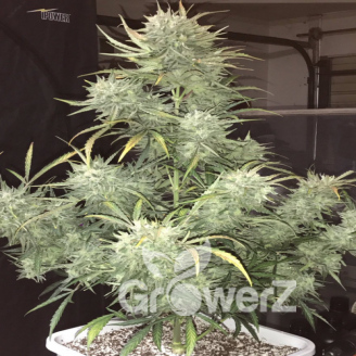 Black Widow Auto Fem.