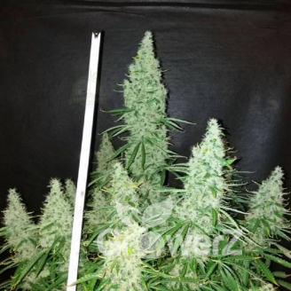 Black Widow Auto Fem.