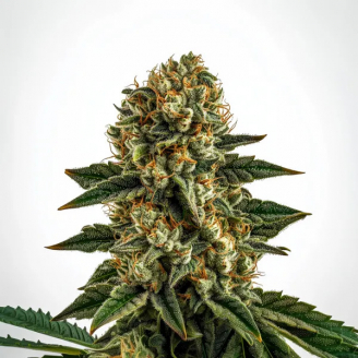 Купить семена марихуаны Gorilla Berry Auto Fem.