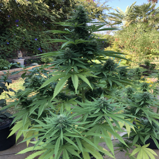 Gorilla Berry Auto Fem.