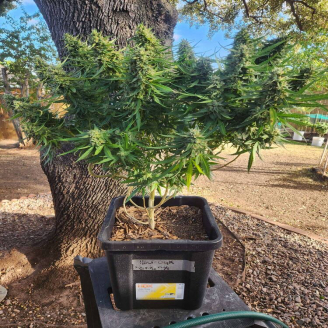 Hellfire OG Auto Fem.