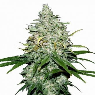Купить семена марихуаны Fat Bastard Auto Fem.
