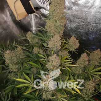 Fat Bastard Auto Fem.