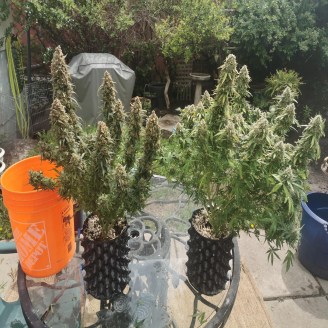 Fat Bastard Auto Fem.