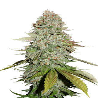 Купить семена марихуаны Keepers OG Auto Fem.