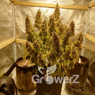 Plushberry Auto Fem.
