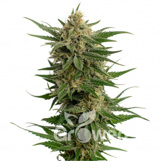 Critical CBD Auto Fem.
