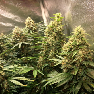 Critical CBD Auto Fem.