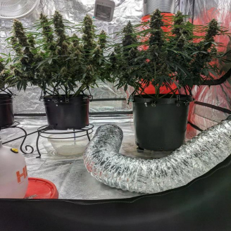Critical CBD Auto Fem.