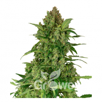 Gelato CBD Fem.