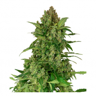 Купить семена марихуаны Gelato CBD Fem.