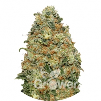 White Widow Fem.