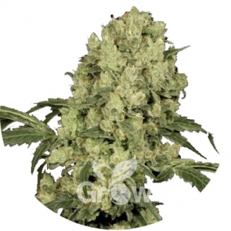 Ak 47 Auto Fem.