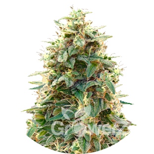 Cheese Auto Fem.